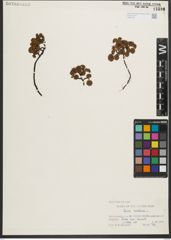 Foto von Salix herbacea L.